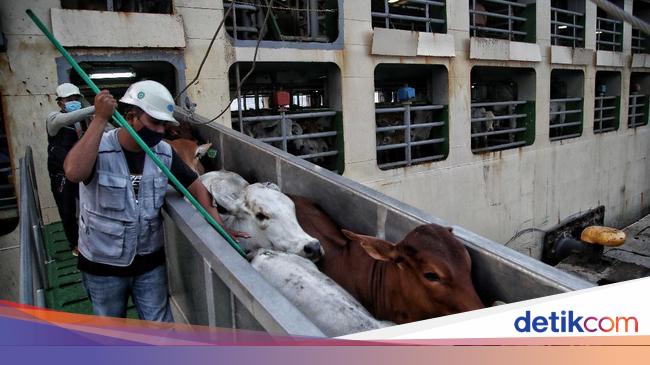 RI Buka Peluang Impor Sapi dari Brasil, Begini Skema Karantinanya