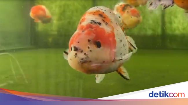 65 Harga Ikan Mas Koki Dalam Aquarium Terbaik