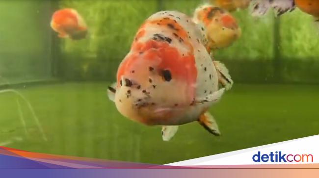 63+ Aquarium Ikan Koki Jual Gratis Terbaru