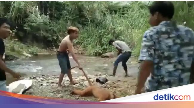 The Action of Rare Simpai Animal Torturers in West Sumatra Laughing