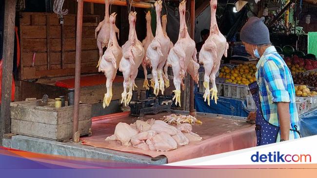 Terungkap Ini Biang Kerok Harga Ayam Naik Terus Bunda