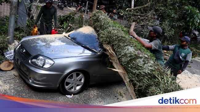 2 Mobil Ringsek Tertimpa Pohon Tumbang di Bandung 2 Mobil Ringsek Tertimpa Pohon Tumbang di Bandung