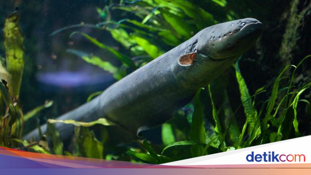 Kenali 10 Manfaat Ikan Sidat yang Baik untuk Tubuh