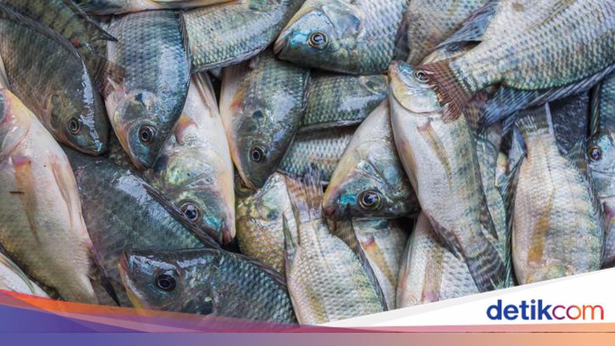 Rekomendasi Umpan Ikan Nila untuk Mancing Siang dan Malam