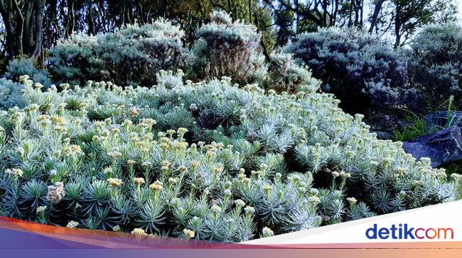 Aurel Hermansyah Petik Edelweis Sampai Gunung Kerinci yang Aurel Hermansyah Petik Edelweis Sampai Gunung Kerinci yang