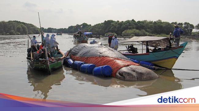 Bangkai Paus Ditemukan Terdampar di Cirebon