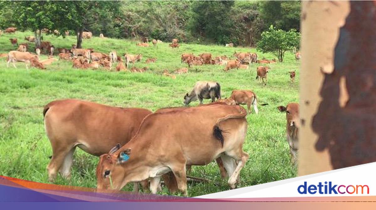 Mengenal Aktivitas Sapi yang Ternyata Hewan Pembelajar