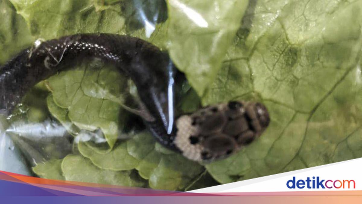 Fohisha bilan jinsiy aloqa