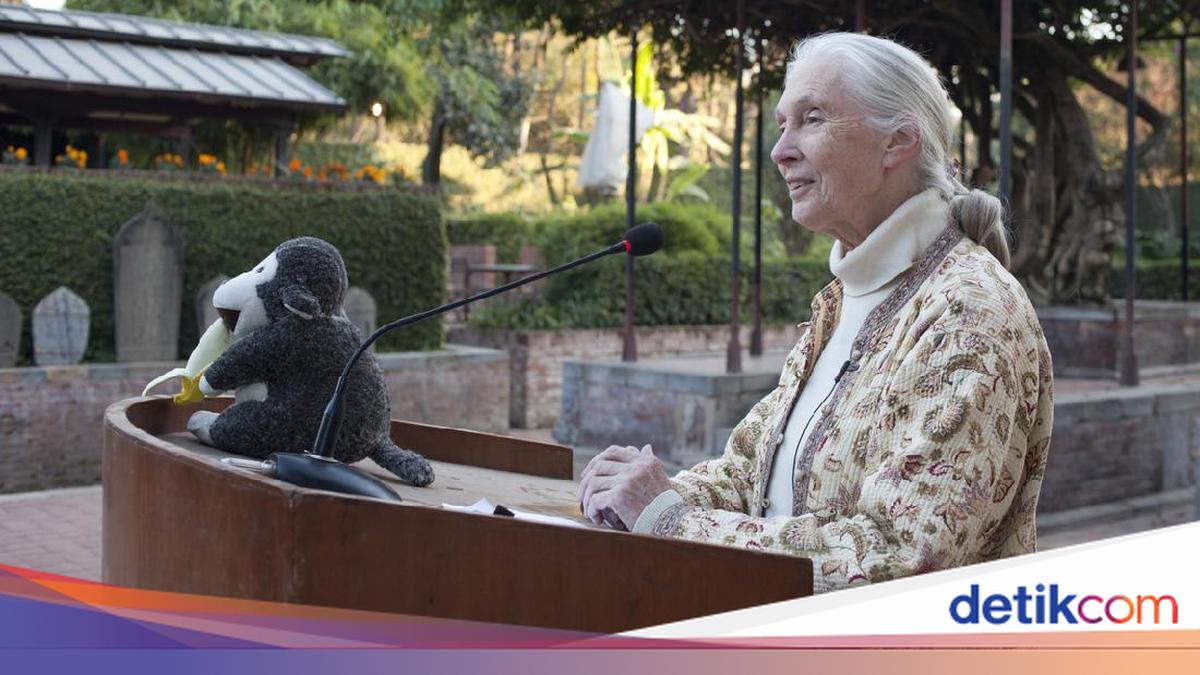 Pakar Primata Legendaris Jane Goodall Meninggal Dunia