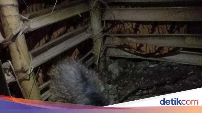 Penampakan Babi Ngepet yang Hebohkan Warga Depok