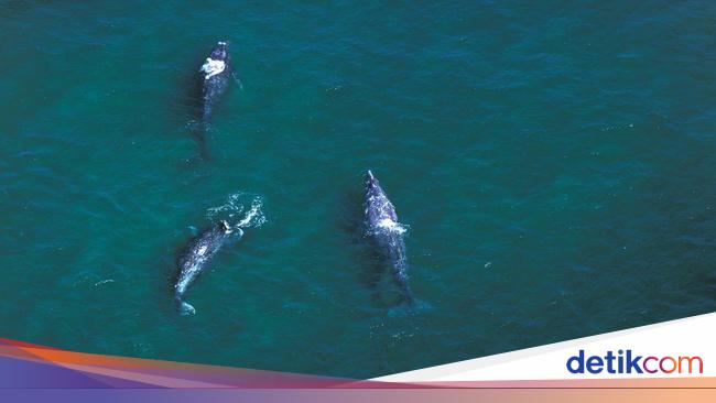 Ini Sosoknya, Paus Legendaris Paling Langka Nyaris Jadi Mitos