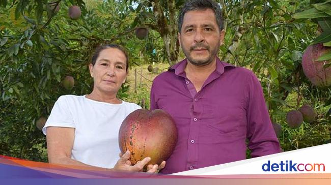 Rekor Mangga Terbesar Di Dunia Beratnya 4 25 Kilogram