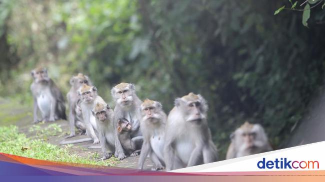 China Reports First Case Of Monkey B Virus In Humans, Ends Death