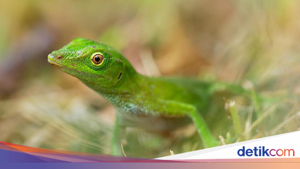 Mengenal Hewan Melata: Pengertian, Morfologi, Ciri-ciri, dan Contohnya