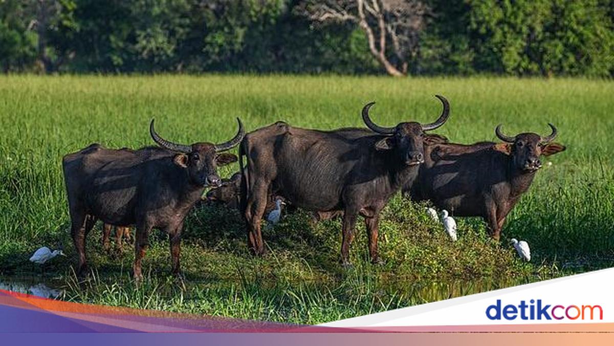 Indonesia receives first shipment of live buffalo from Australia