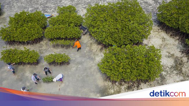 Pemerintah Putar Otak Cari Duit Rp 33 T buat Kelola Keanekaragaman Hayati