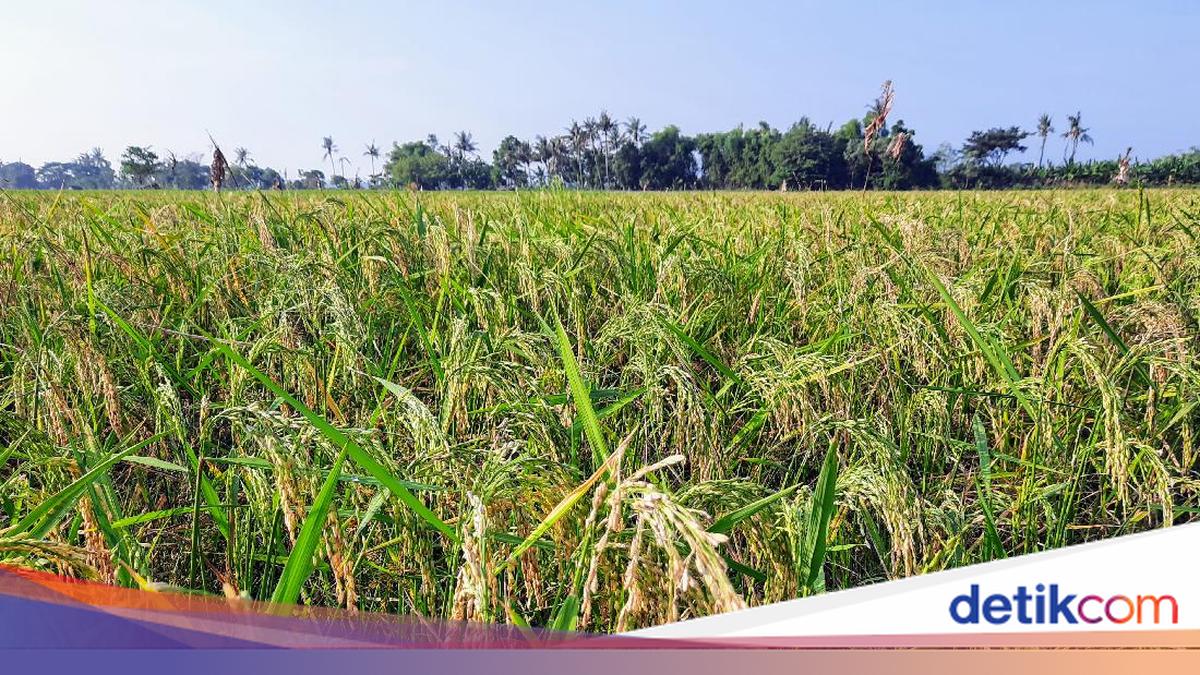 6 Negara yang Dikenal Sebagai Lumbung Padi di Asia Tenggara