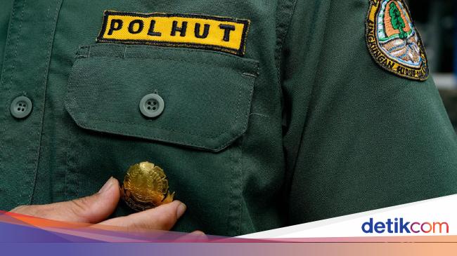 Ini Syarat Jadi Polisi Kehutanan Berjiwa Petualang Dan Taat Hukum