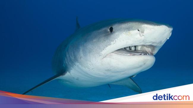 “Impressive footage of tiger shark attack on fisherman’s kayak off coast of Hawaii”