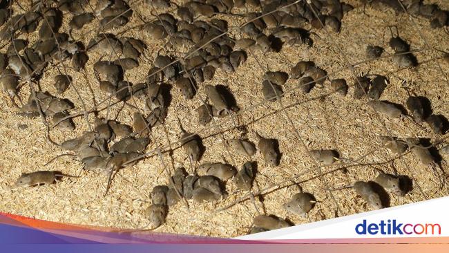 The Horrific Impact of the Rat Plague That Hit Australia