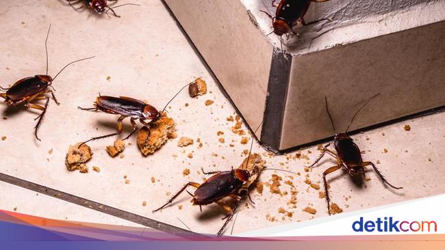 6 Cara Mengusir Kecoak Dengan Bahan Alami Pakai Bumbu Dapur Ini 6 Cara Mengusir Kecoak Dengan Bahan Alami Pakai Bumbu Dapur Ini