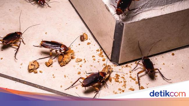 6 Cara Mengusir Kecoak Dengan Bahan Alami Pakai Bumbu Dapur Ini 6 Cara Mengusir Kecoak Dengan Bahan Alami Pakai Bumbu Dapur Ini