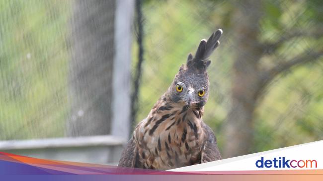 Hari Lahir Pancasila Kenali Elang Jawa Sang Garuda Lambang Negara Ri 5120