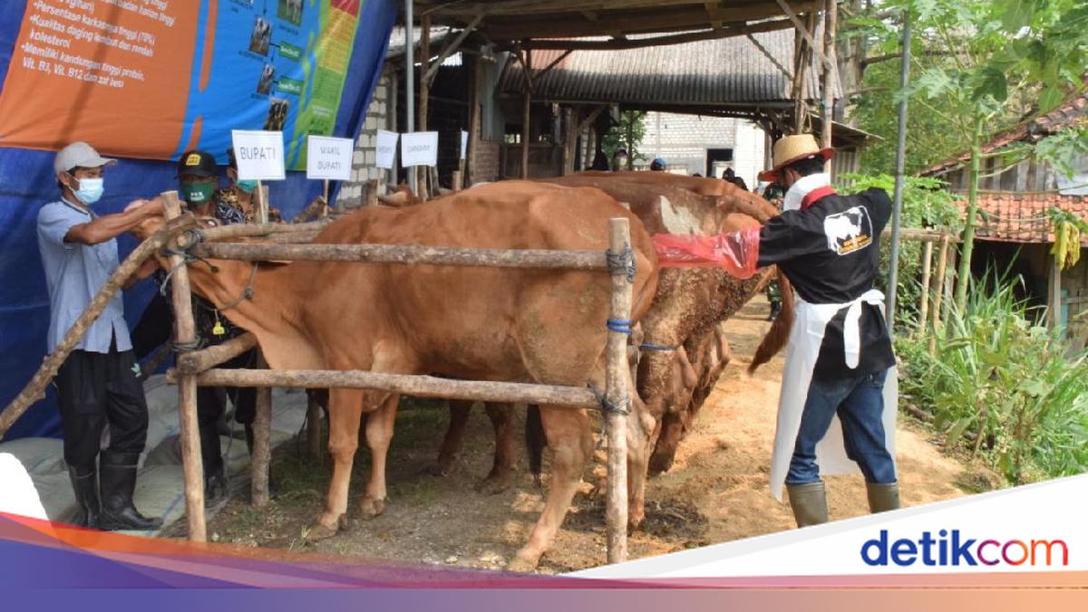 Belgian Blue, Sapi Jenis Baru yang Mulai Dikembangkan di Lamongan