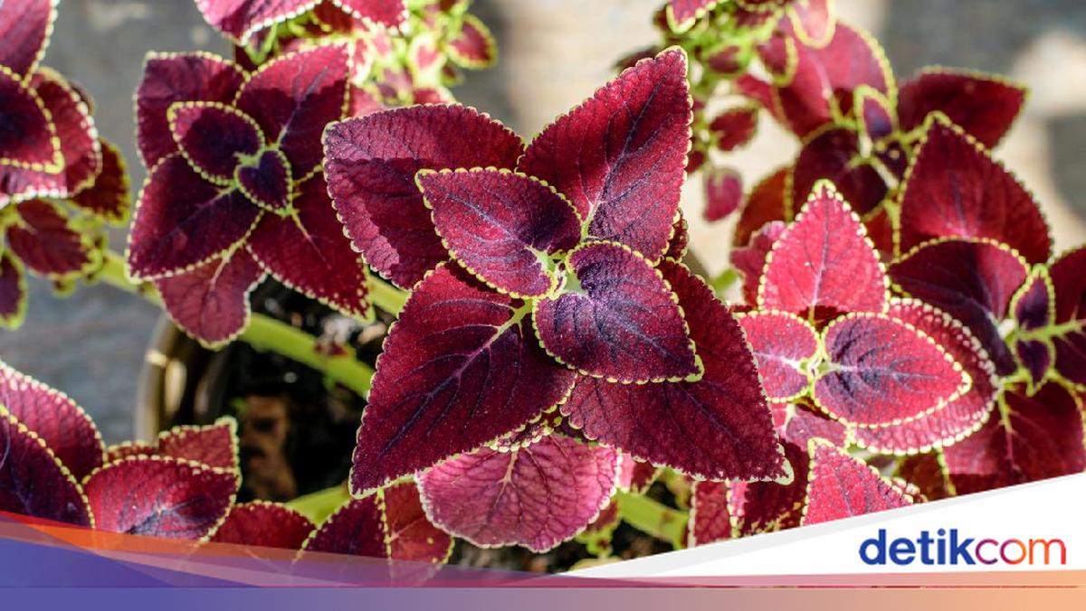 Cara Merawat Coleus Tanaman Hias yang Berdaun Cantik