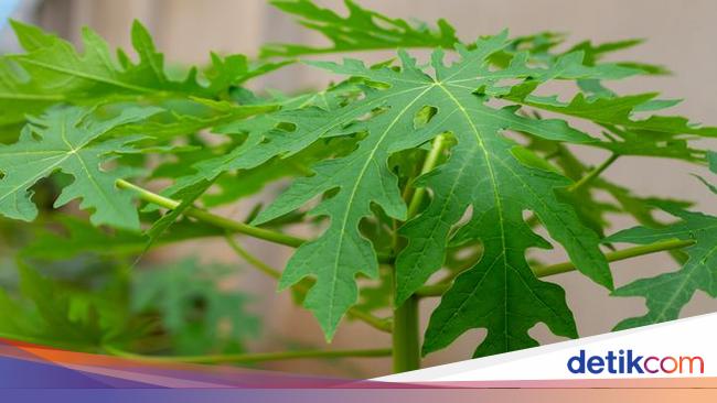 15 Manfaat Daun Pepaya Untuk Kesehatan Dan Efek Sampingnya 7203