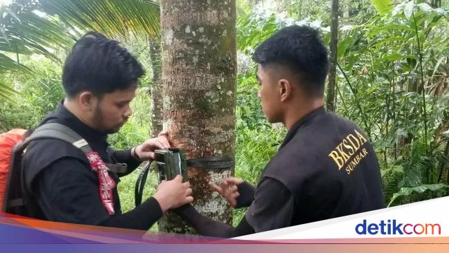 Mysterious Creatures commotion in West Sumatra, Black and Smelly