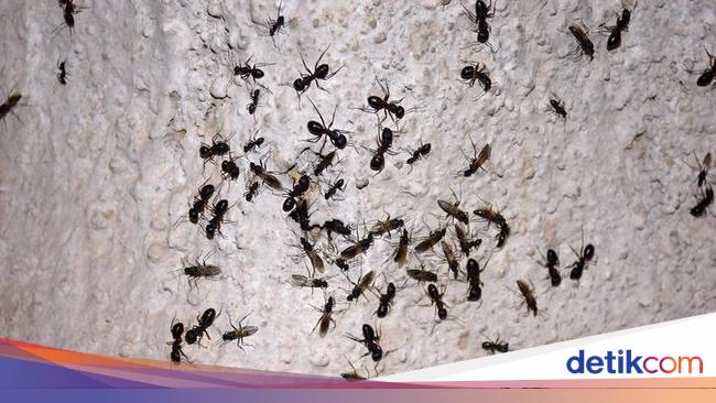 7 Cara Mengusir Semut Dengan Mudah Pakai Bahan Alami 7 Cara Mengusir Semut Dengan Mudah Pakai Bahan Alami