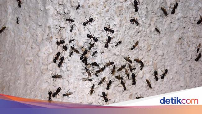 7 Cara Mengusir Semut Dengan Mudah Pakai Bahan Alami 7 Cara Mengusir Semut Dengan Mudah Pakai Bahan Alami