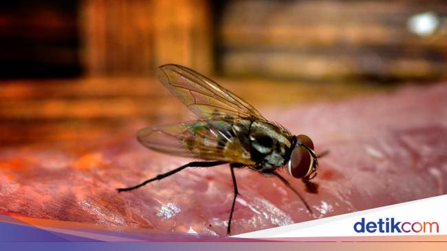 8 Cara Mengusir Lalat Secara Alami Pakai Serai Dan Kulit Jeruk 8 Cara Mengusir Lalat Secara Alami Pakai Serai Dan Kulit Jeruk