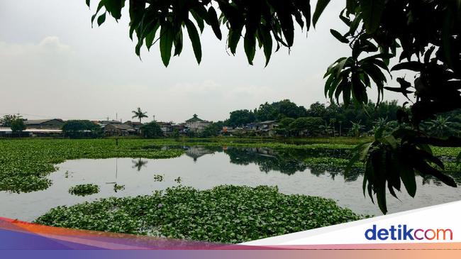 Penampakan Setu Rompong Tangsel yang Dipenuhi Eceng Gondok