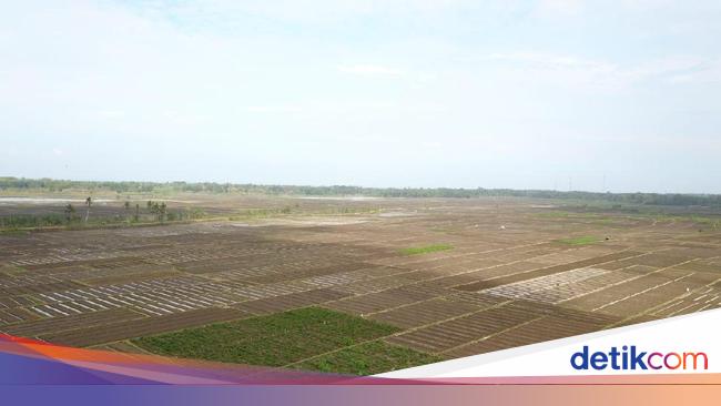 Kejar Target Swasembada Pangan, Bank Tanah Bidik Lahan di Kalimantan-Sumatera