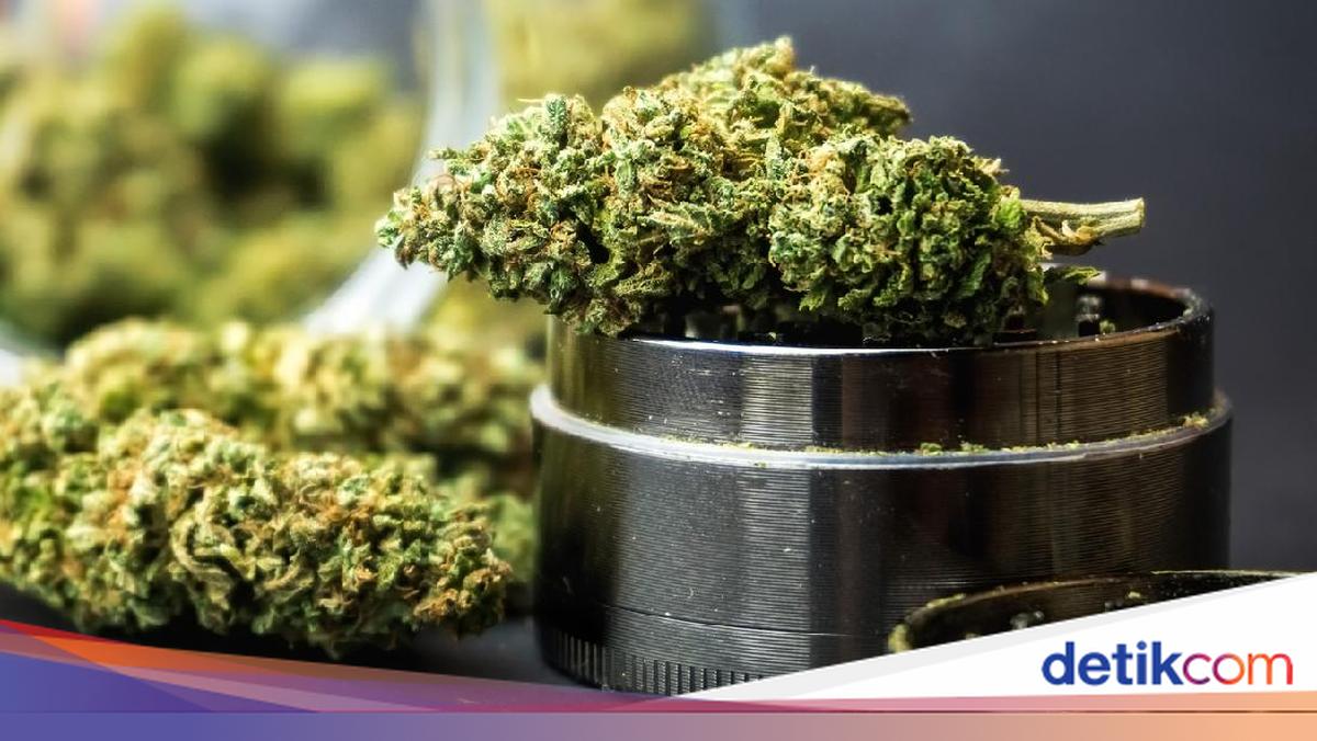 Kreator Konten di Jaksel Ngaku Panen Ganja di Rumah untuk Konsumsi Pribadi
