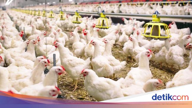 Kemitraan Ternak Ayam Masih Menjanjikan Di Masa Pandemi Nih Buktinya