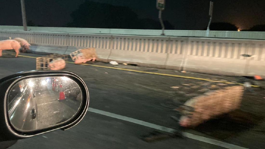 Penampakan Babi-babi Di Tol Layang MBZ Akibat Mobil Pengangkut Kecelakaan