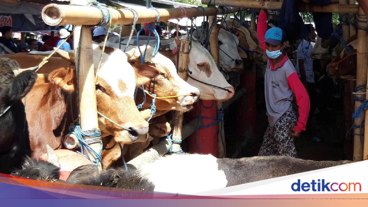 Sapi Ramai Pengusaha Sapi di NTT Keluhkan Kuota Pengiriman ke Jawa-Kalimantan