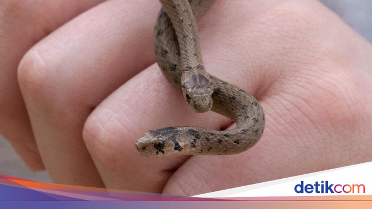 Kaget Bukan Main, Wanita Ini Temukan 18 Ekor Ular di Bawah Kasurnya