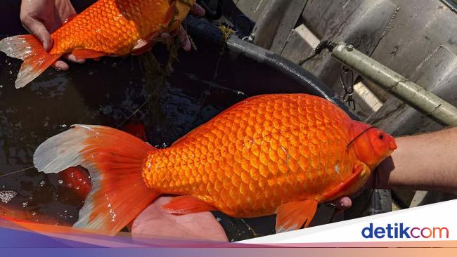 There is a giant goldfish that is considered a pest