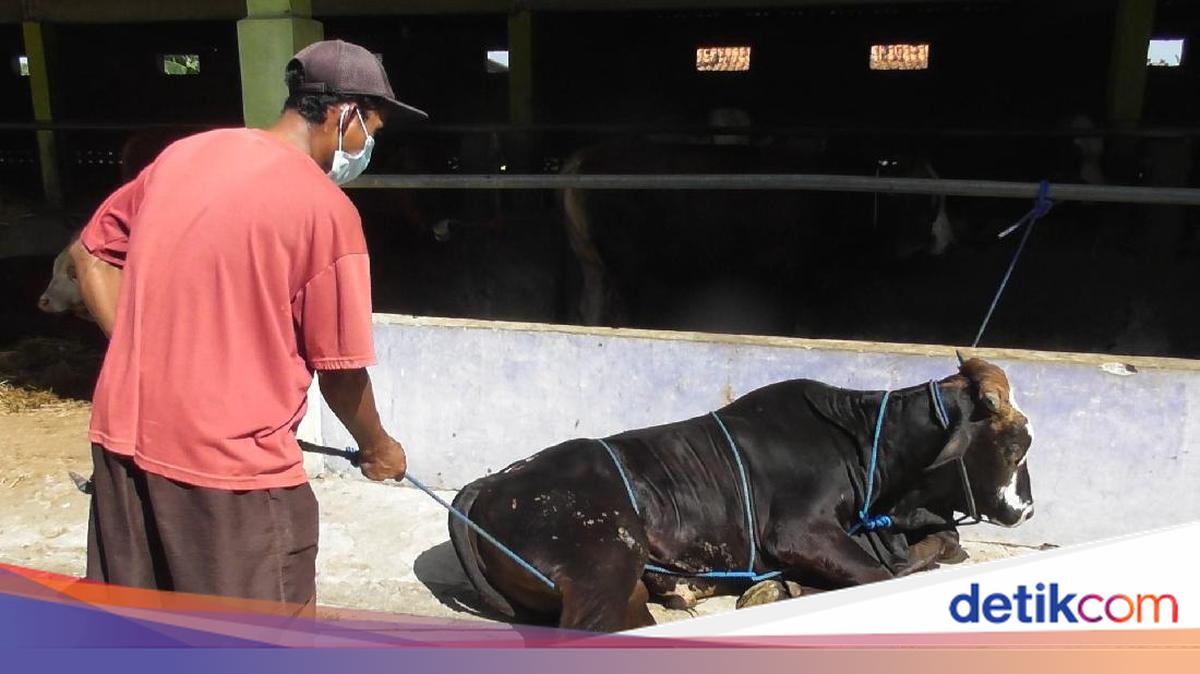 Tips Merobohkan Sapi Kurban Sendirian, Tanpa Bikin Kerumunan