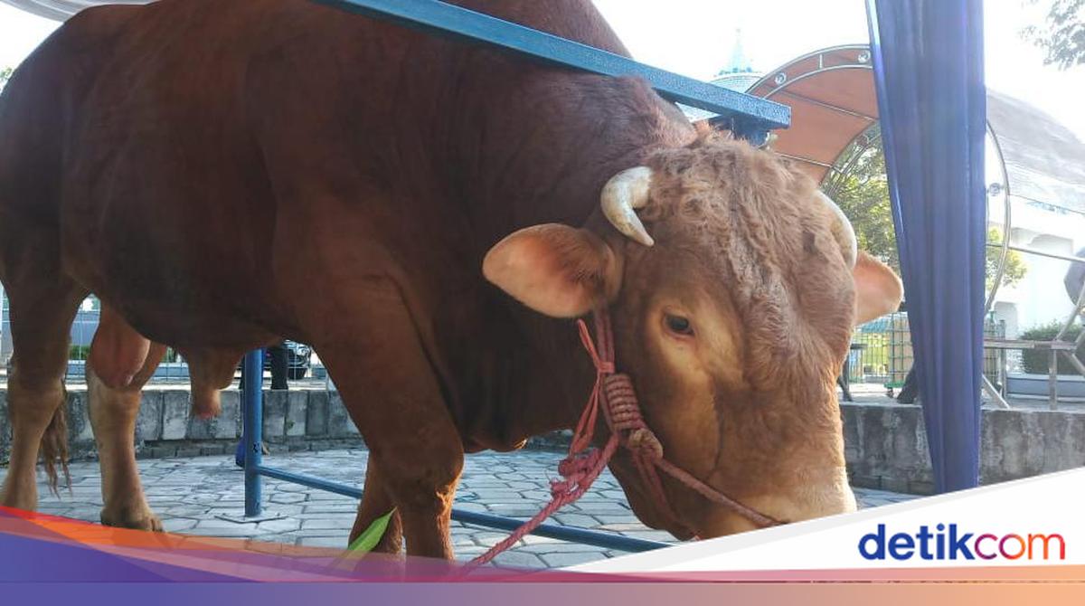 Sunan Kudus Larang Sembelih Sapi saat Idul Adha, Ternyata Ini Alasannya