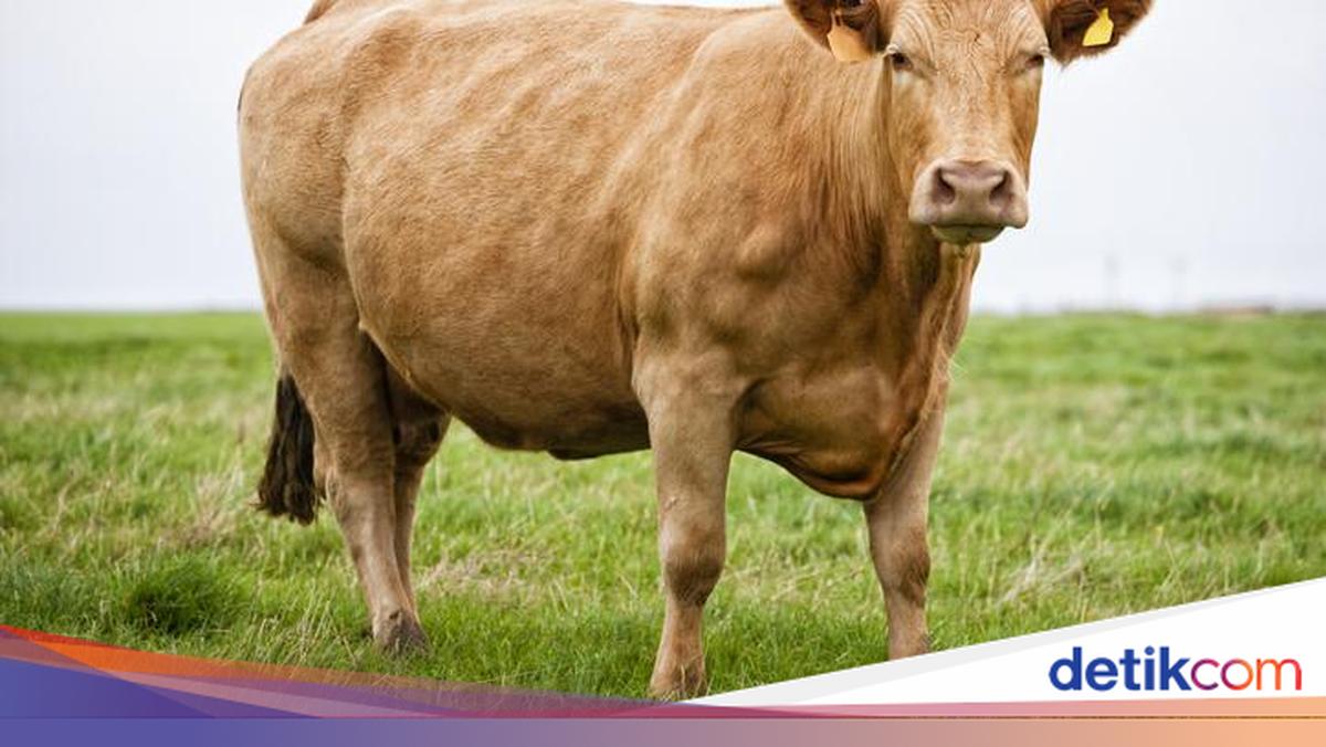 Api Sapi 10 Jenis Sapi Terbesar di Dunia, Paling Berat dari Negara Mana?