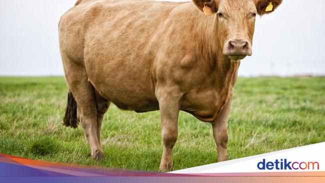 10 Jenis Sapi Terbesar di Dunia, Paling Berat dari Negara Mana?