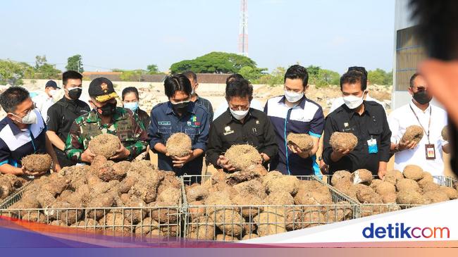 Permata Jawa Timur Bernama Porang