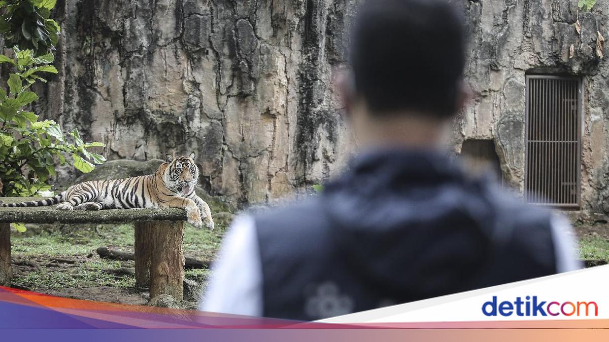 Isu Pakan Harimau Dibawa Pulang Bikin Ragunan Keheranan