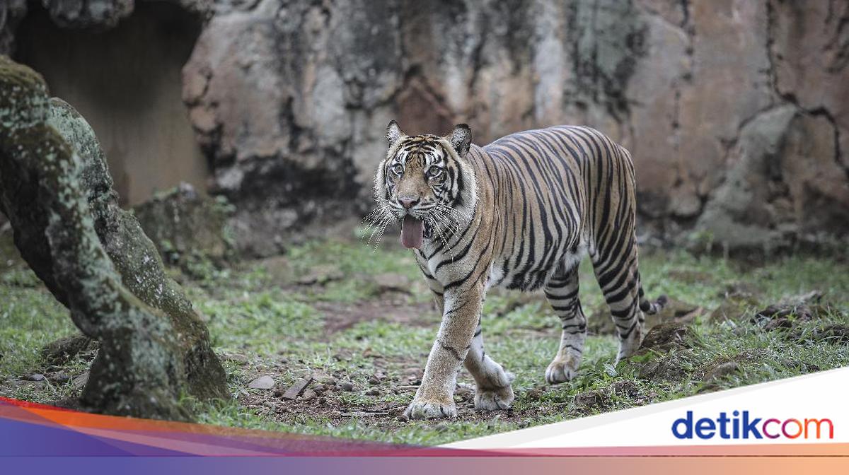 Ragunan Tegaskan Kondisi Harimau Normal, Ungkit Pernah Diserang Isu Beruang Kurus