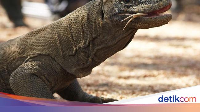 Komodo adalah salah satu hewan khas indonesia yang berasal dari kepulauan nusa tenggara